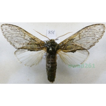 Peridea anceps (Goeze, 1781) male Garbatka zaczepka Czech85f